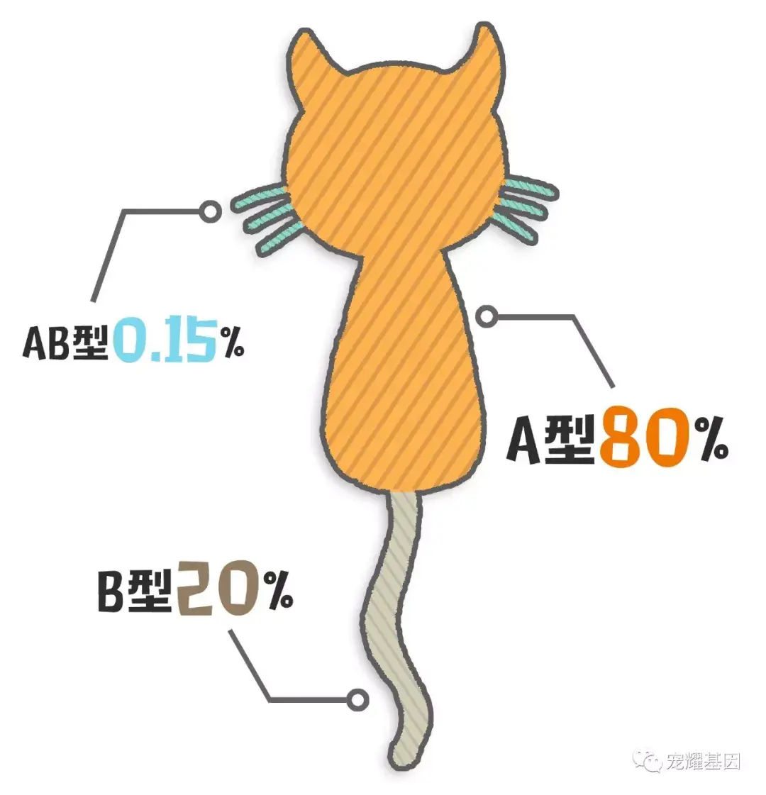 血型有没有ab_ab型血都让人从没_ab血型不能给别人输血吗